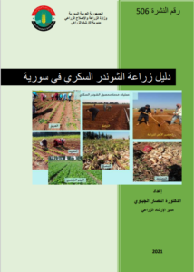 دليل زراعة الشوندر السكري في سورية 2021