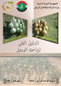 الدليل الفني لزراعة البصل